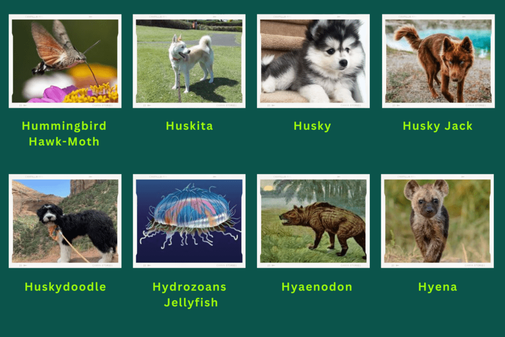 A collage of eight animals that start with the letter H. These are:
Hummingbird hawk-Moth, Huskita, Husky, Husky Jack's,Husky doodle, Hydrozoans jellyfish, Hyaenodon, hyena