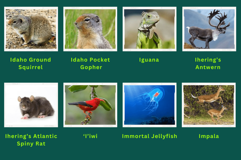 Collage of eight animals starting with the letter I. The animals include:
 Idaho Ground Squirrel, Idaho Pocket Gopher, Iguana, Ihering's Antwern, Inhering's Atlantic Spiny rat, Immortal Jellyfish and Impala