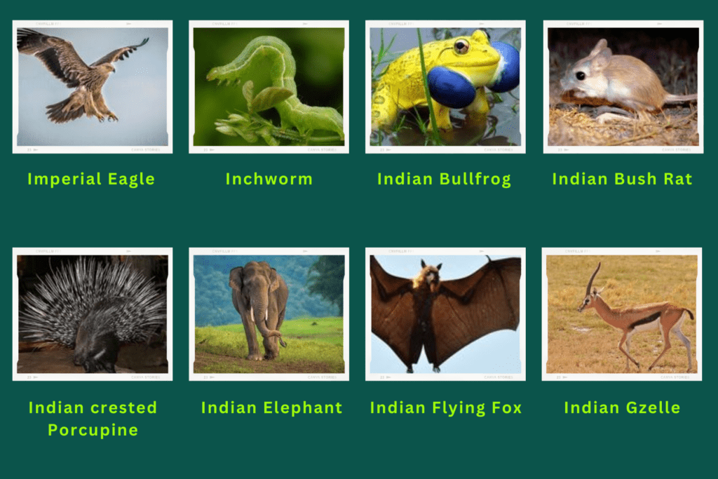 Collage of eight animals starting with the letter I. The animals include an Imperial Eagle, Indian Bull Frog, Indian Crested Porcupine, Indian Flying Fox, Indian Gzelle