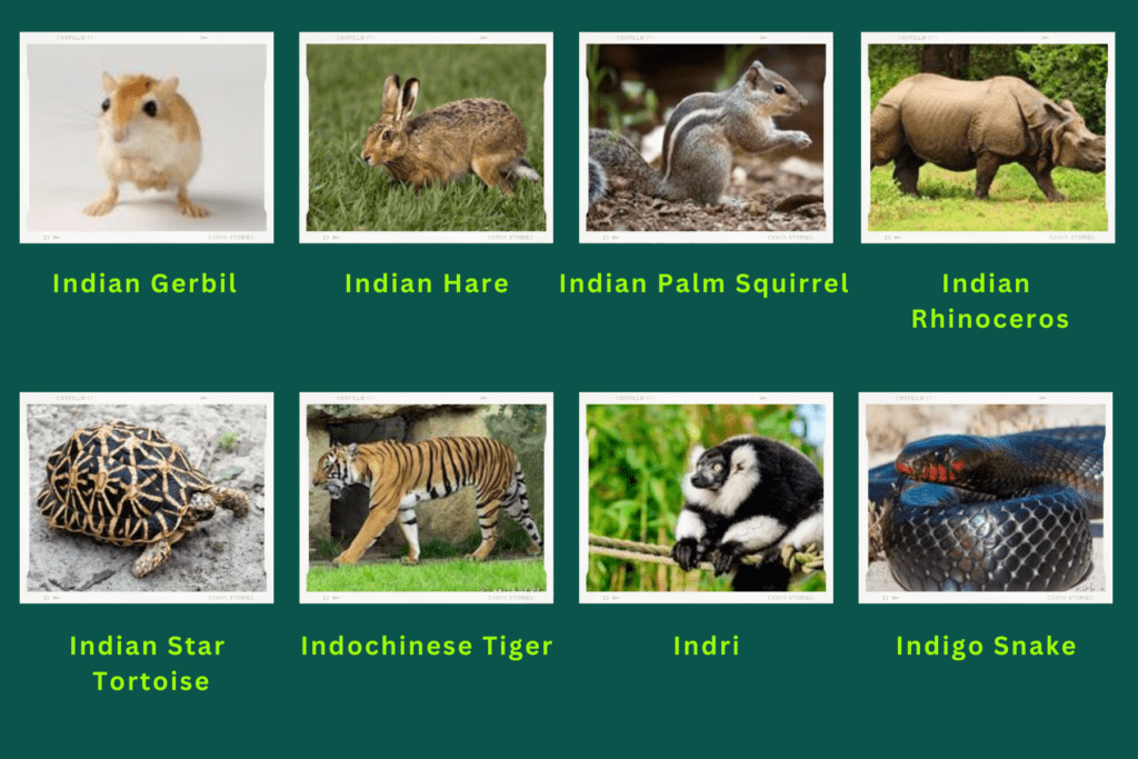 Collage of eight animals starting with the letter I. The animals include an Indian Gerbil, Indian Palm Squirrel, Indochinese Tiger, Indigo Snake