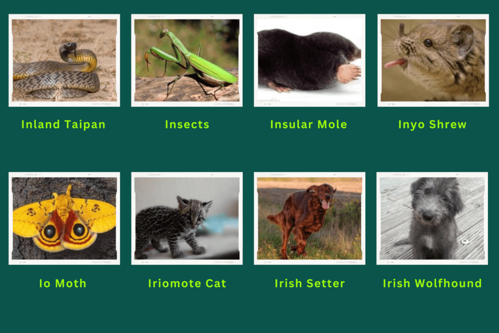 Collage of eight animals starting with the letter I. The animals include an Inland Taipan, Insular Mole, Inyo Shrew, Io Moth, Ierish Wolfhounfd