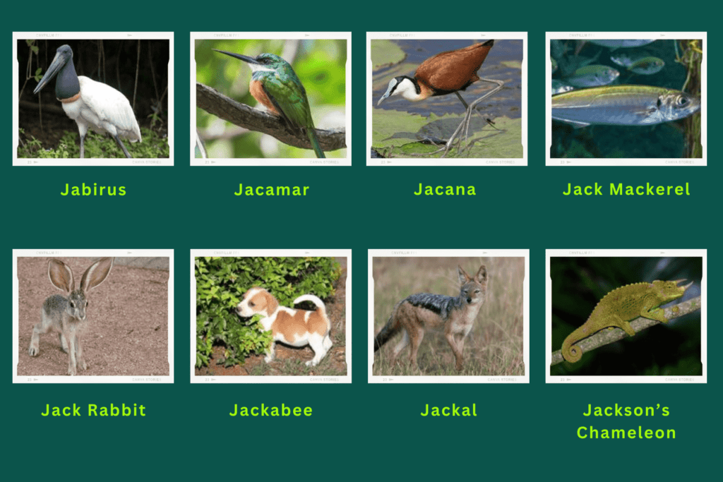 Collage of eight animals starting with the letter J. The animals include an Jabirus, Jacana, Jcak Rabbit, Jackal, Jackson's Chameleon