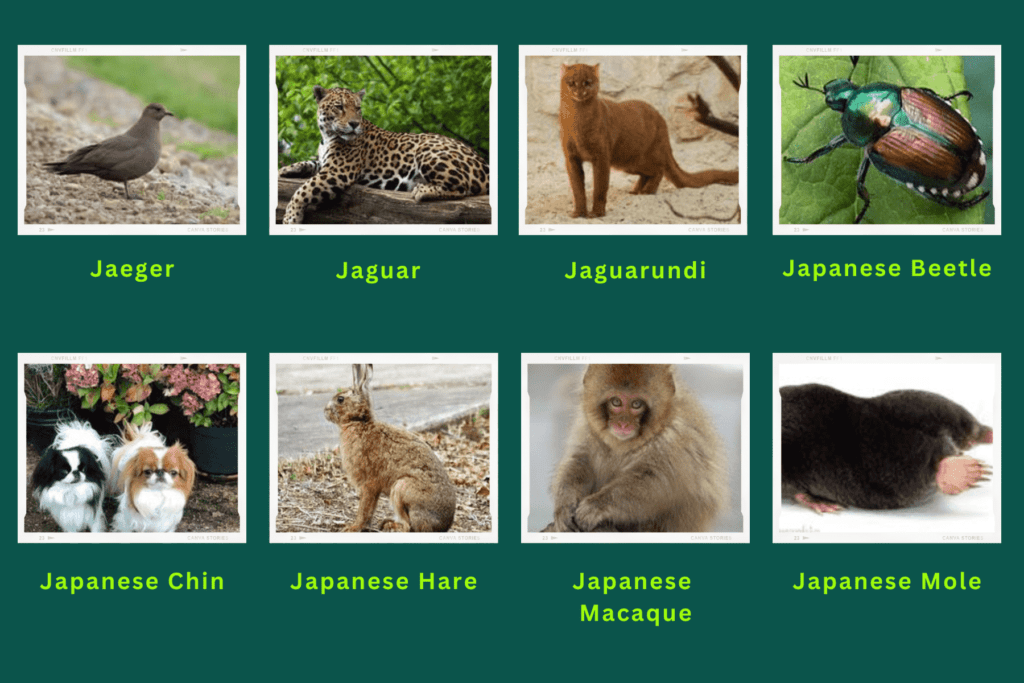 Collage of eight animals starting with the letter J. The animals include an Jaeger, Jaguarundi, Japanese Beetle, Japanese Hare, Japanese Mole