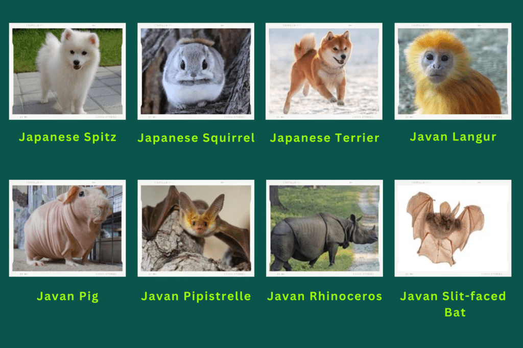 Collage of eight animals starting with the letter J. The animals include an Japanese Spitz, Javan Langur, Javan Pig, Javan Rhinoceros, Javan Slit-faced Bat