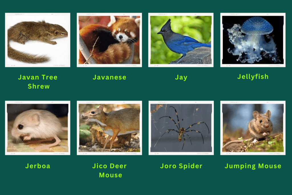 Collage of eight animals starting with the letter J. The animals include an Javan Tree Shrew, Jay, Jerboa, Joro Spider, Jumping Mouse