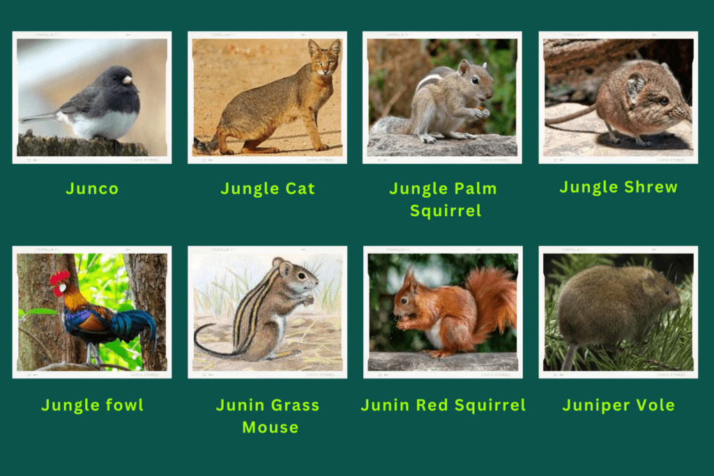 Collage of eight animals starting with the letter J. The animals include an Junco, Jungle Palm Squirrel, Junin Grass Mouse, Juniper Vole