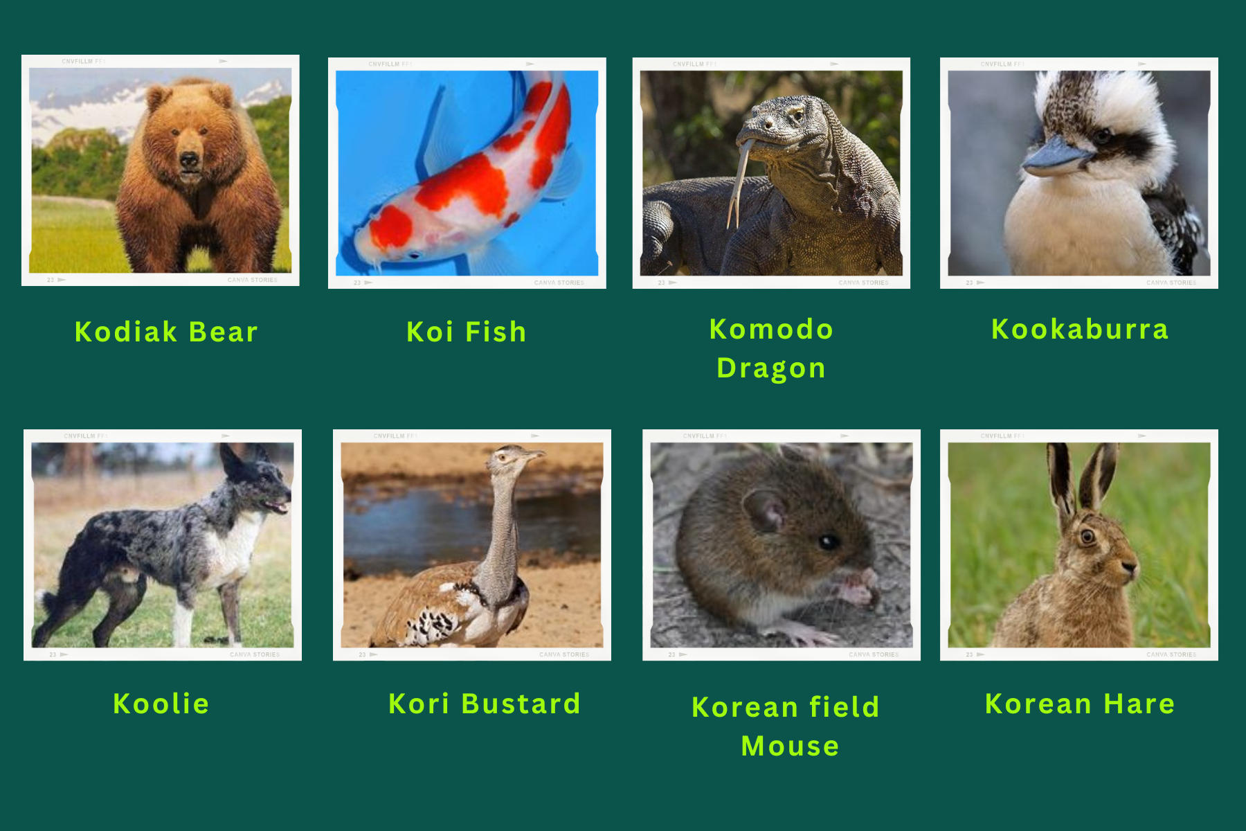 Animals Start with K – Best Animals Guide