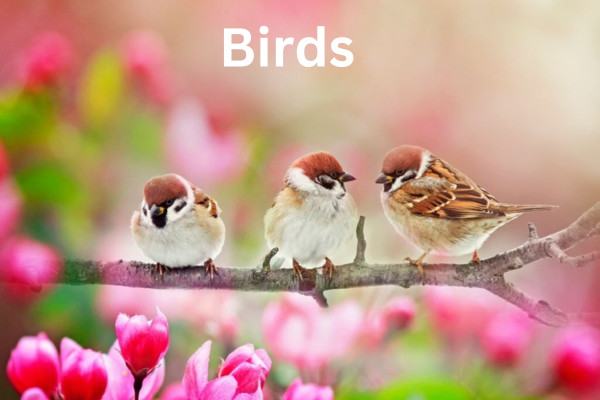 Three sparrows are perched on a branch of pink flowers.