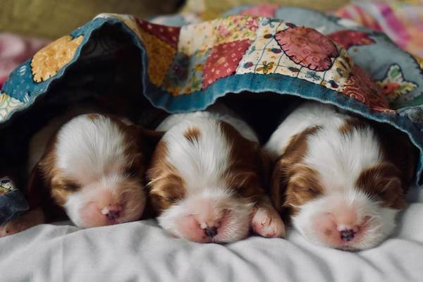 A newborn puppy with its eyes closed. The puppy is lying on a soft blanket and is surrounded by other puppies. The puppy is small and fluffy, with a white coat and brown markings.