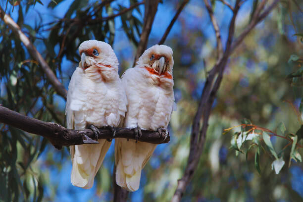 Image of two white birds sitting on a tree branch. The birds are blue-eyed cockatoos, a popular exotic pet bird. 