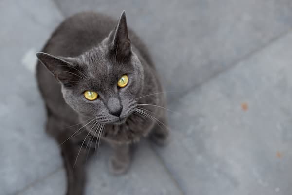 A close-up photo of a Chartreux cat. The cat is sitting on a wooden floor, facing the camera. It has a round face, blue eyes, and a short, wooly blue-gray coat. The cat's ears are perked up and its tail is curled around its body.