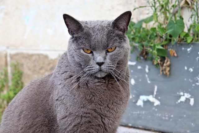A Chartreux cat, a breed of domestic cat, sitting on a windowsill. The cat is gray with white markings on its chest and paws. It has a long tail and green eyes.

