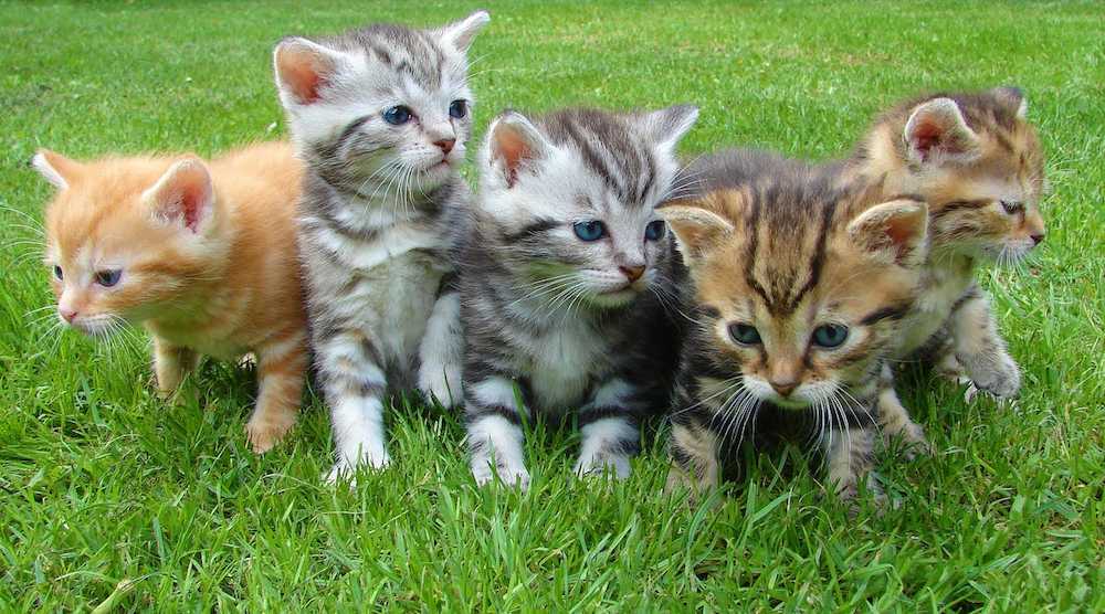 A group of wild kittens of different colors. The kittens are playing and interacting with each other. This image is relevant to the heading "What are the Different Types of Wild Cats?" because it shows the diversity of wild cats.