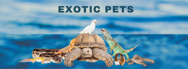 Image of various exotic pets, including a green tree python, a leopard gecko, a Syrian hamster, a macaw, and a betta fish.
