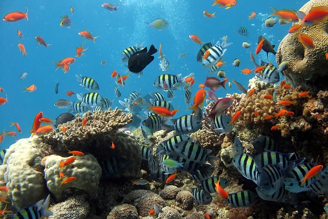 Aquarium with colorful fishes.