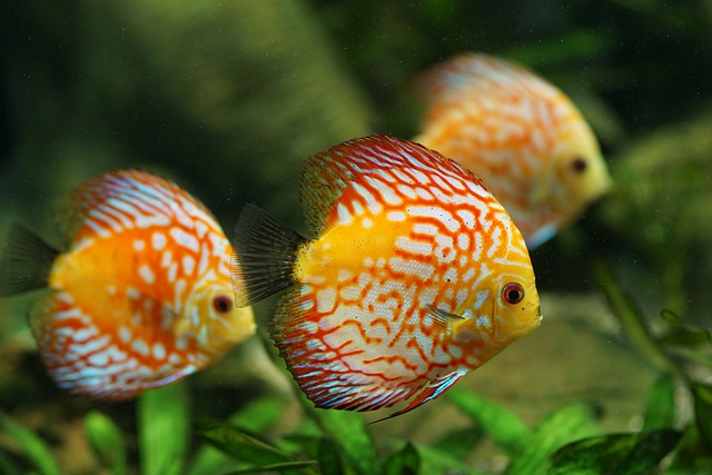 A colorful freshwater fish with orange, white, and yellow scales.
