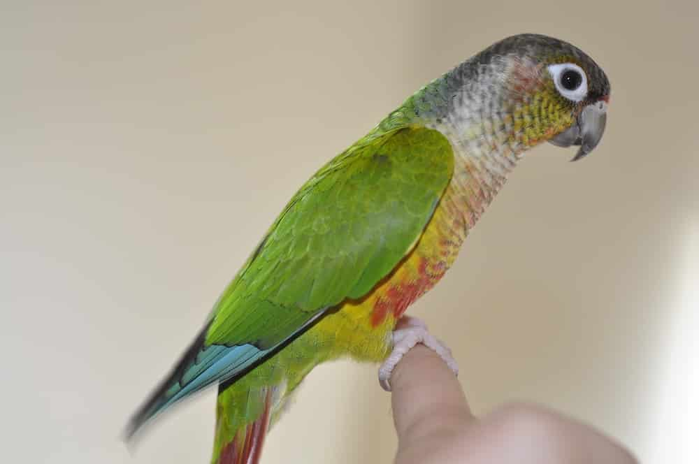  A green-cheeked conure parrot sitting on a branch. The parrot has green plumage with yellow cheeks and a red forehead. It is looking at the camera with its head cocked to one side.