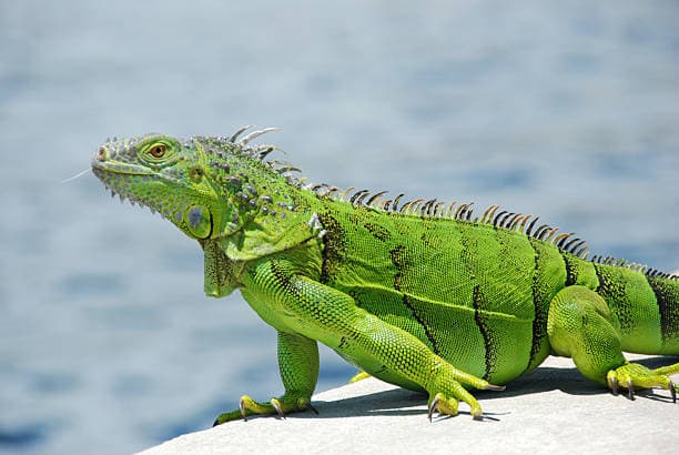 Image of Green iguanas as exotic pet