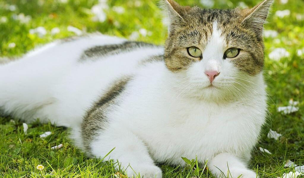 A white Maine Coon cat is sitting in grass. The cat is looking at the camera with a curious expression. The cat has long, flowing fur and distinctive ear tufts. The cat's fur is a pure white, and the grass around the cat is a lush green.

