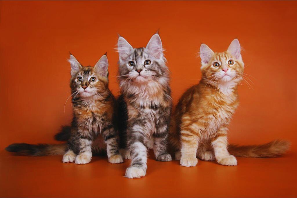A group of three Maine Coon cats, one black, one red, and one white. The cats are sitting on a wooden floor, and they are all looking at the camera with curious expressions. The black cat has a long, thick coat of black fur. The red cat has a long, silky coat of red fur. The white cat has a long, flowing coat of white fur.

