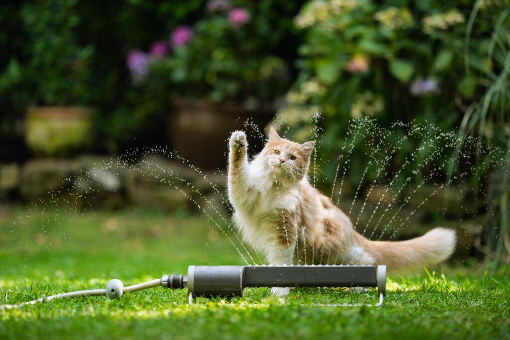 A Maine Coon cat is playing with a water pipe in a garden. The cat is standing on its hind legs, and it is batting at the water with its paws. The water is splashing up onto the cat's fur, and the cat is clearly enjoying itself. The background of the image is a lush green garden, and there are flowers blooming in the background.
