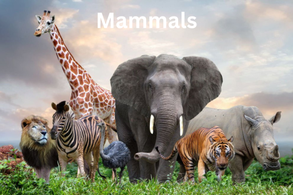 A variety of mammals, including Elephant, Zebra, Lion, tiger