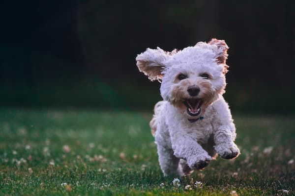 A puppy with its eyes open and its ears perked up. The puppy is sitting in a grassy field and is looking at the camera. The puppy is small and fluffy, with a brown coat and white markings.