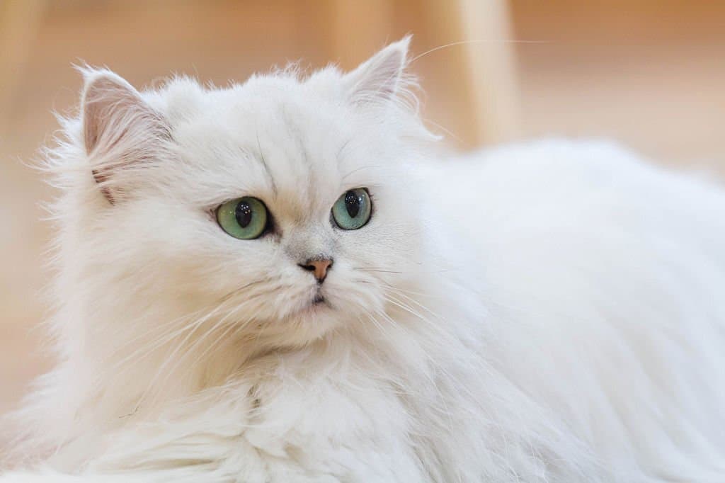                                                  Lovely White Persian cats on the floor