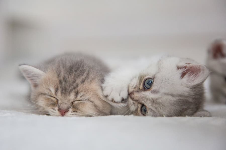 A medium-sized Persian cat with a long, thick coat of white fur. The cat has a round head, small, rounded ears, and big, blue eyes. The cat is sitting on a white blanket, looking at the camera.

