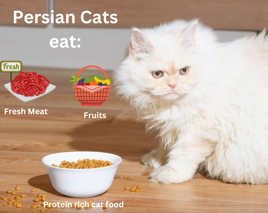 Persian Cats Food 