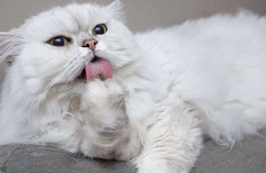 beautiful Persian cat with long, flowing fur. The cat's fur is a rich, dark brown color. The cat's eyes are a piercing blue. The cat looks regal and elegant.