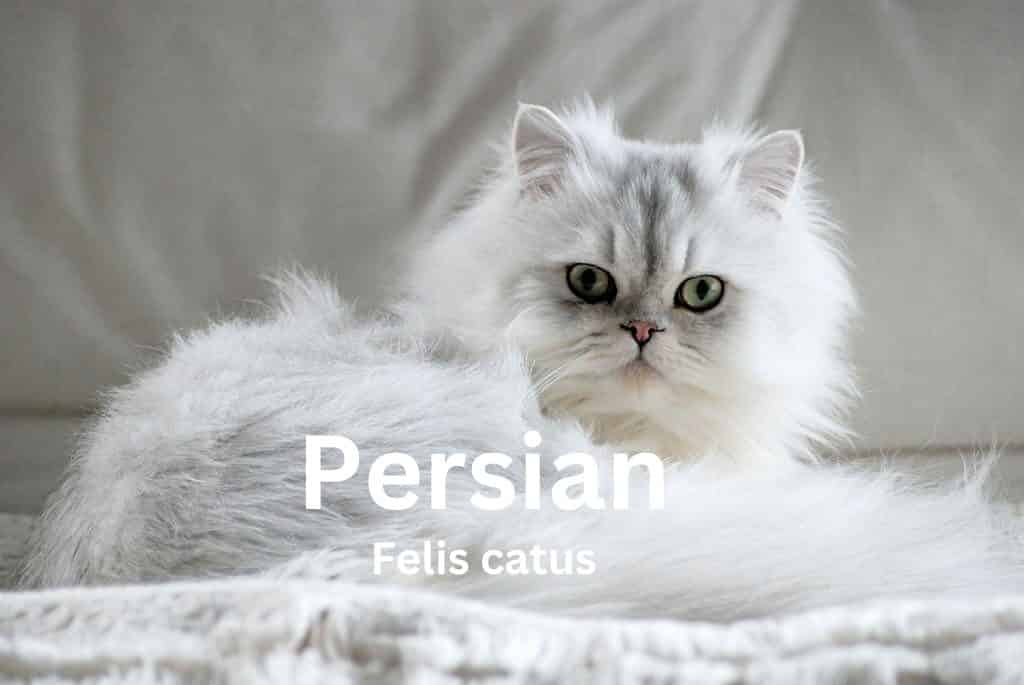 Image of a Persian cat sitting on a white blanket. The cat is white with long, fluffy fur. It has big, round eyes and a short nose. The cat is looking at the camera.
