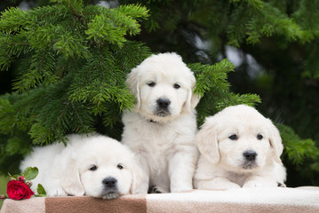 Three adorable Golden Retriever puppies playing together.