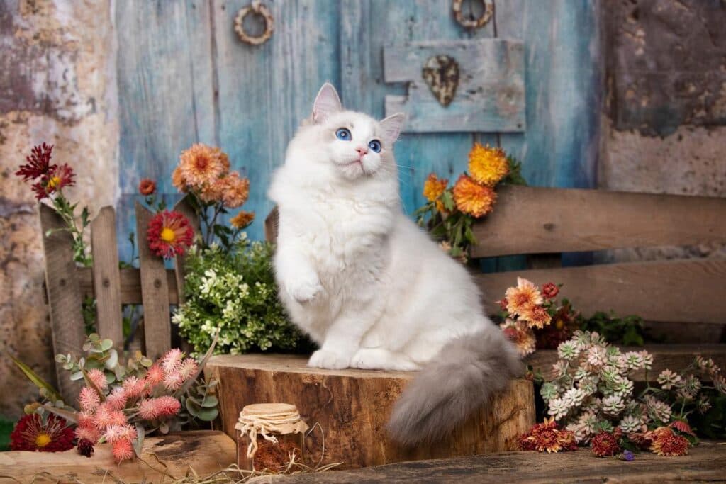 A Ragdoll cat with blue eyes looks to the right side of the image. The cat is sitting in front of a flower background. The cat's fur is a light brown color with white markings. The cat's eyes are a bright blue color. The cat has a relaxed expression.

