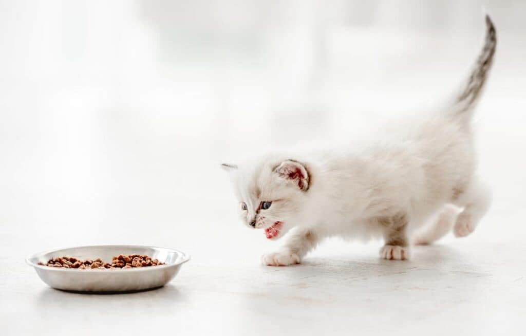 A Ragdoll kitten is running towards a food bowl on the floor. The kitten is white with brown markings, and it has blue eyes. The kitten is moving quickly, and its ears are perked up. The kitten is clearly excited about getting food.

