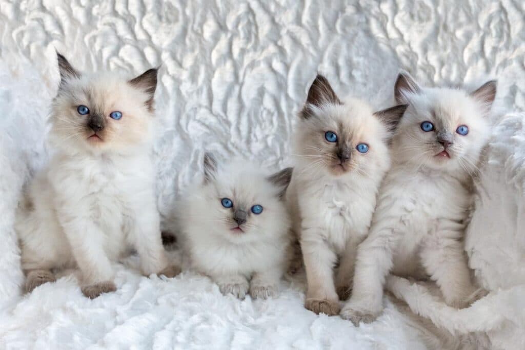 A group of four Ragdoll kittens sitting on a white blanket. The kittens are all different colors, with white, brown, and black markings. They are all looking at the camera with curious expressions.


