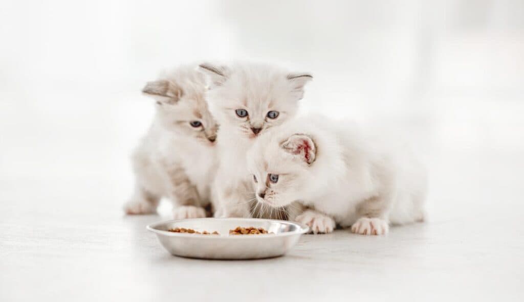 Three Ragdoll Cats eating wet food from a bowl. The kittens are sitting on a white blanket, and they are both looking at the camera. The kittens are small and fluffy, and they have blue eyes.

