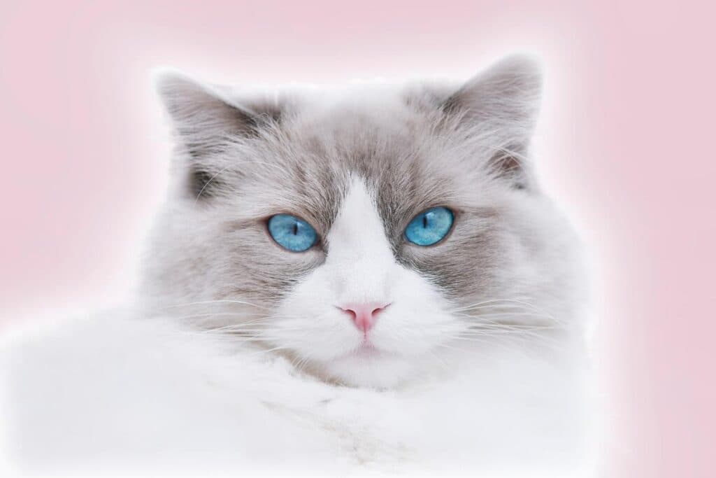 Ragdoll Cat  with blue eyes