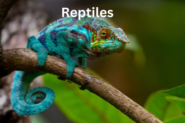 A multi-colored lizard sits on a branch.