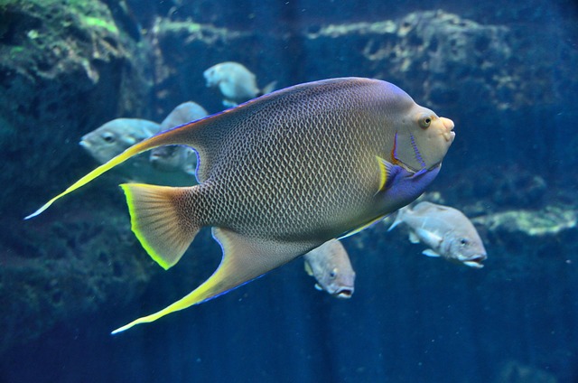  A close-up of a saltwater fish swimming in the ocean.