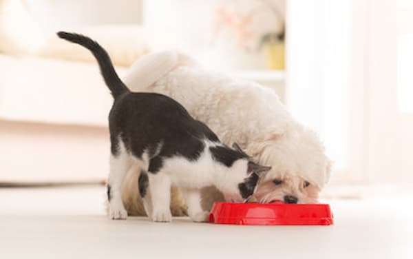 A dog and cat eating food from a bowl. The dog is a brown and white Labrador Retriever. The cat is a black and white tabby. They are both sitting in front of a bowl of food. The dog is licking its lips and the cat is looking at the food. The image is relevant to the heading "Three to Four Weeks Old: Puppies Start Weaning Off Their Mother's Milk and Socializing". It shows two young animals that are different species but are able to get along and share food.