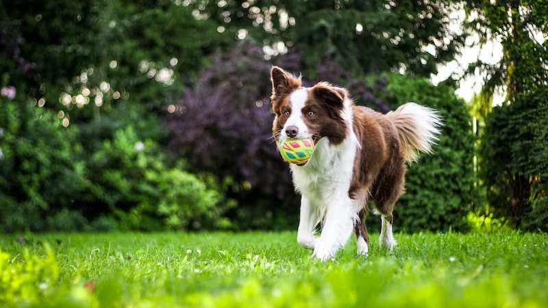 A puppy exploring its surroundings. The puppy is a small, brown dog with white markings. It is sitting in a grassy field and is looking at a toy. The puppy is wagging its tail and looks happy.