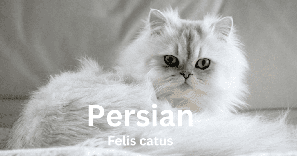 A Persian cat with a long, fluffy coat looks at the camera.