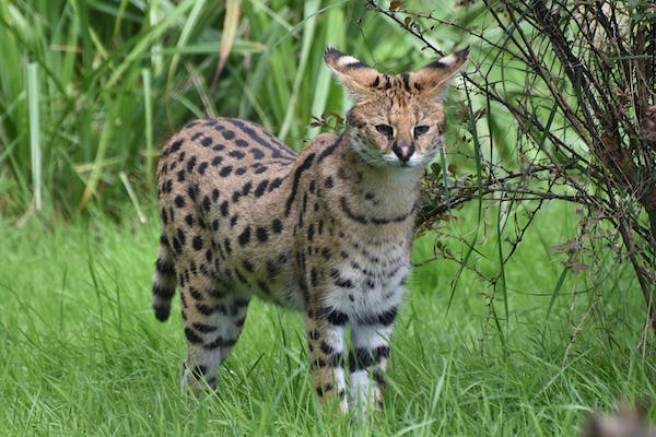 A serval cat, a wild cat native to Africa, stands in the tall grass of the savannah. The serval has long legs, large ears, and a spotted coat. It is a sleek and agile cat that is well-adapted to its habitat.

