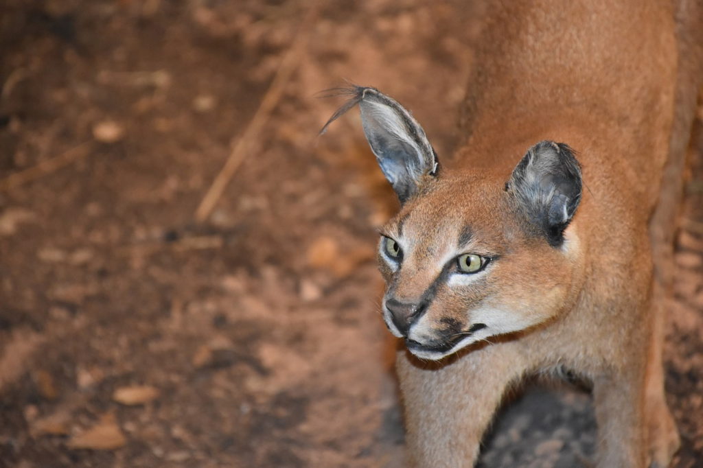 Image of a caracal, a wild cat native to Africa and Asia.
