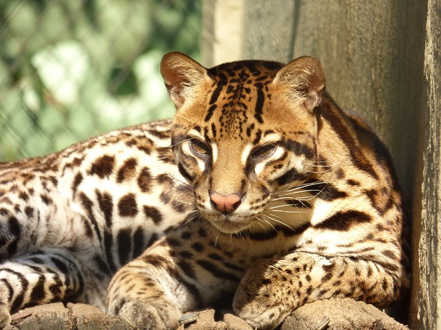 A close-up photo of an ocelot, a small wild cat native to South America. The ocelot has a spotted coat of fur, with black stripes on its face and legs. It is sitting on a branch in a tree, looking at the camera. The background of the photo is green foliage.

