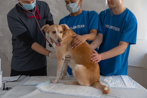 Image of a veterinarian and two volunteers helping a sick dog with Addison's disease. The dog is lying on a table, and the veterinarian is giving the dog an injection. 