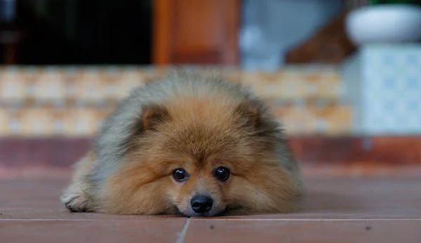 Image of a Pomeranian dog lying down on the floor. The dog has Addison's disease, a condition that affects the adrenal glands. The dog is feeling ill and may be experiencing symptoms such as lethargy, weakness, and vomiting.

