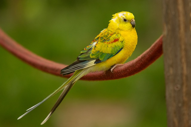 Budgerigar (Budgie) – The Most Popular Exotic Pet Bird, Beautiful budgerigar (budgie) bird perched on a branch, showcasing vibrant colors and friendly demeanor