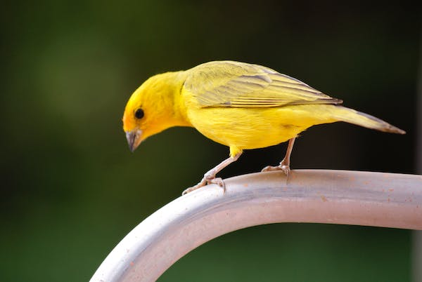 A close-up shot of a yellow canary bird. The canary is sitting on a branch and looking at the camera. It has bright yellow plumage with black markings on its wings and head.